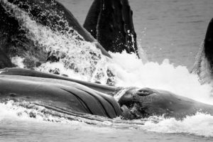 Bubble-net feeding Humpback Whale