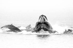 Humpback Whale bubble-net feeding.
