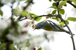 Northern Parula hanging from a branch.