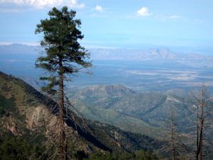 Chiricahua Mountains - view near Rustler Park