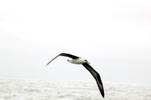 Laysan Albatross off Monterey, CA