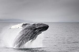 A Humpback Whale breaching in Alaska.