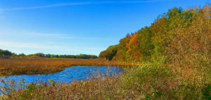 Finis Pool at Bombay Hook NWR in Delaware