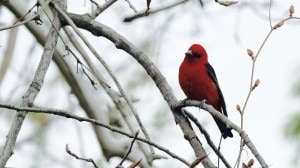 Scarlet Tanager at Magee Marsh WMA