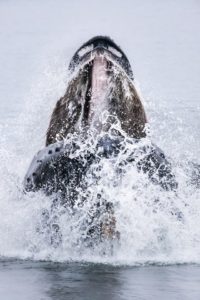 Humpback Whales bubble-net feeding
