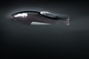 A Dall's Porpoise surfacing.