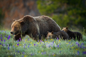 Grand Tetons Grizzlies © Kevin Loughlin