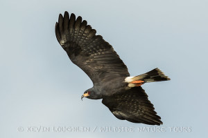Male Snail Kites are charcoal gray. Notice the thin hook on the bill for tearing snails from their shell.
