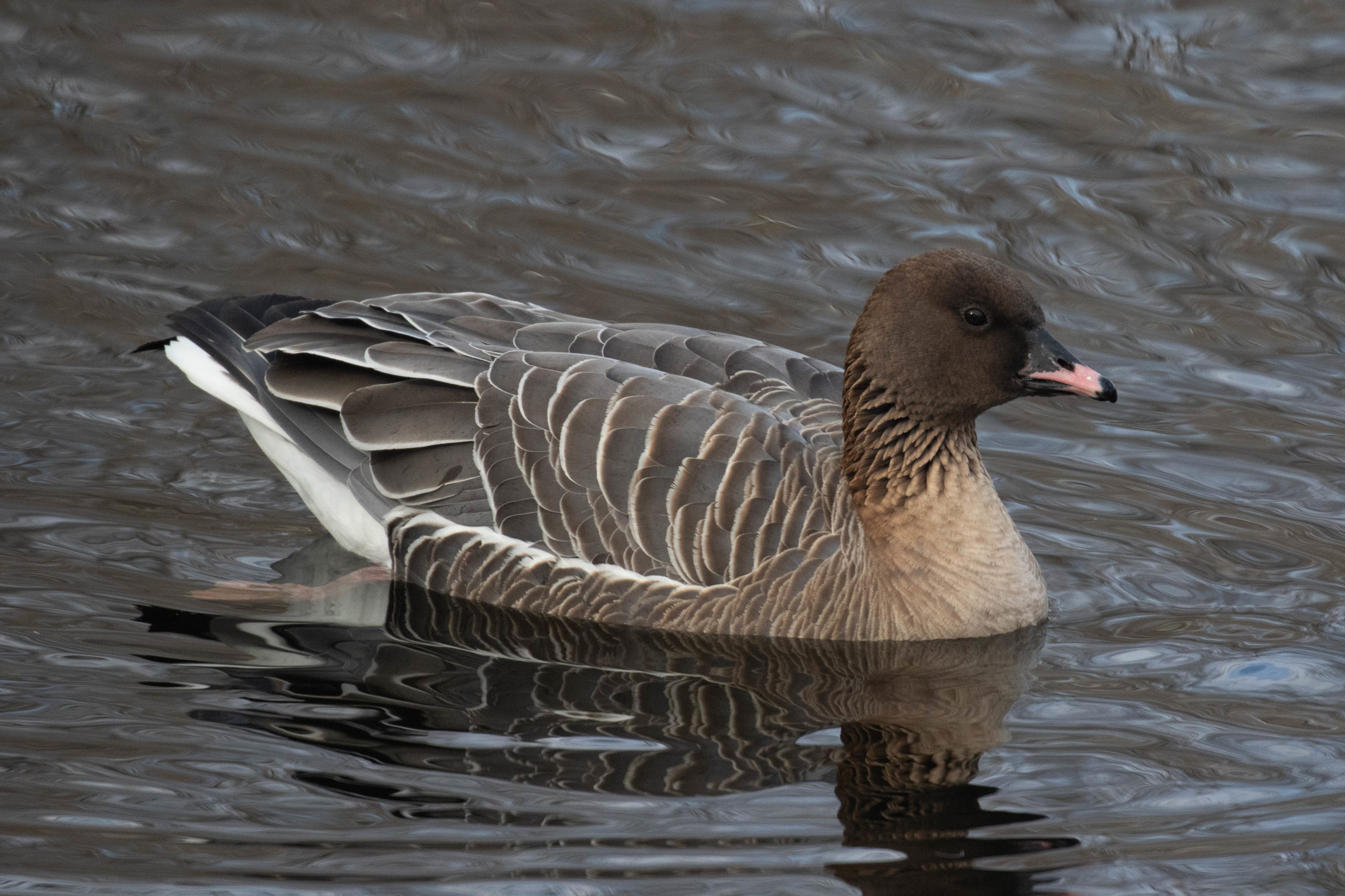 Pink-footed Goose, photo by Alex Lamoreaux