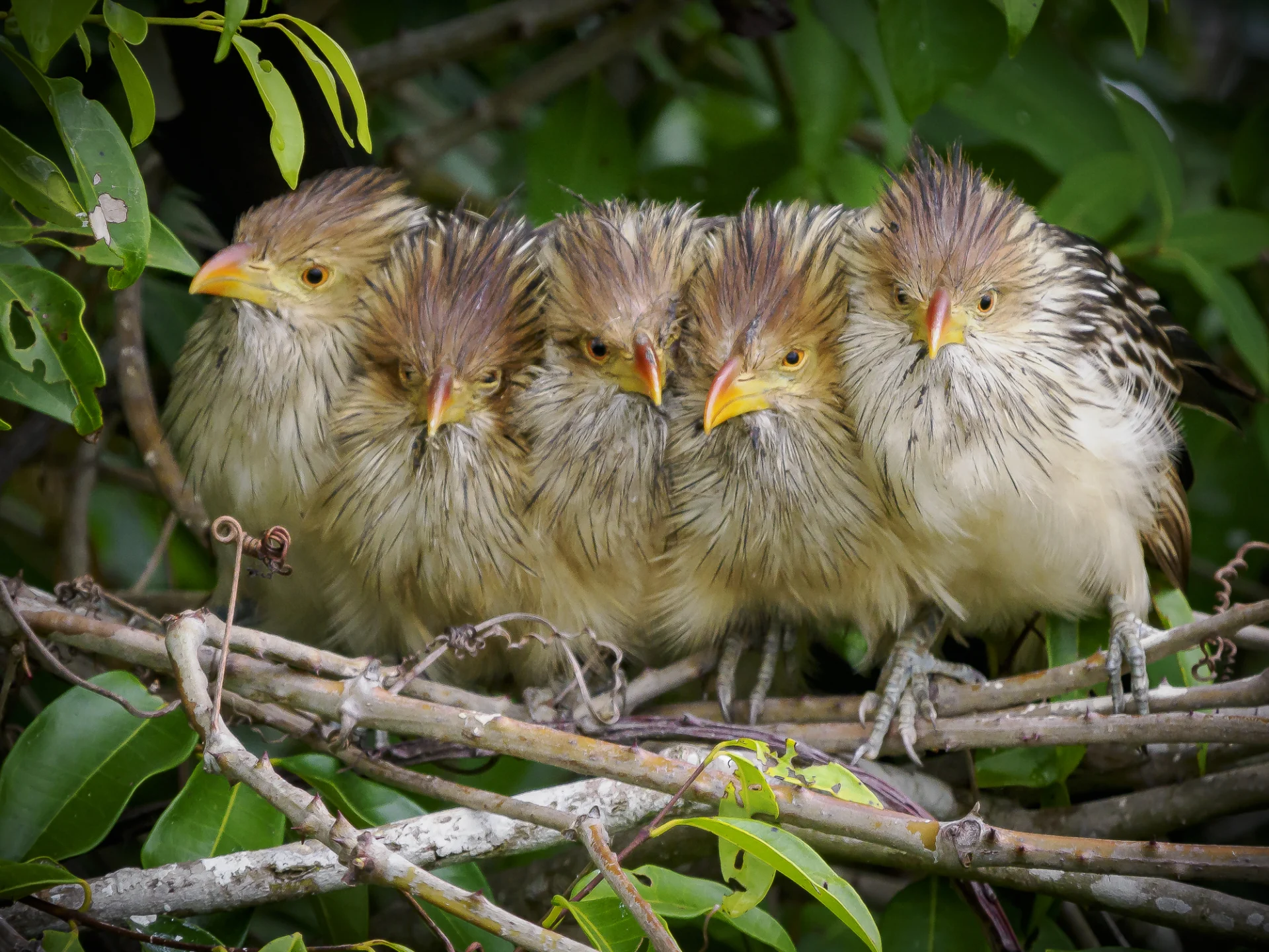 BRAZIL: Pantanal Bird & Wildlife Safari - Wildside Nature Tours