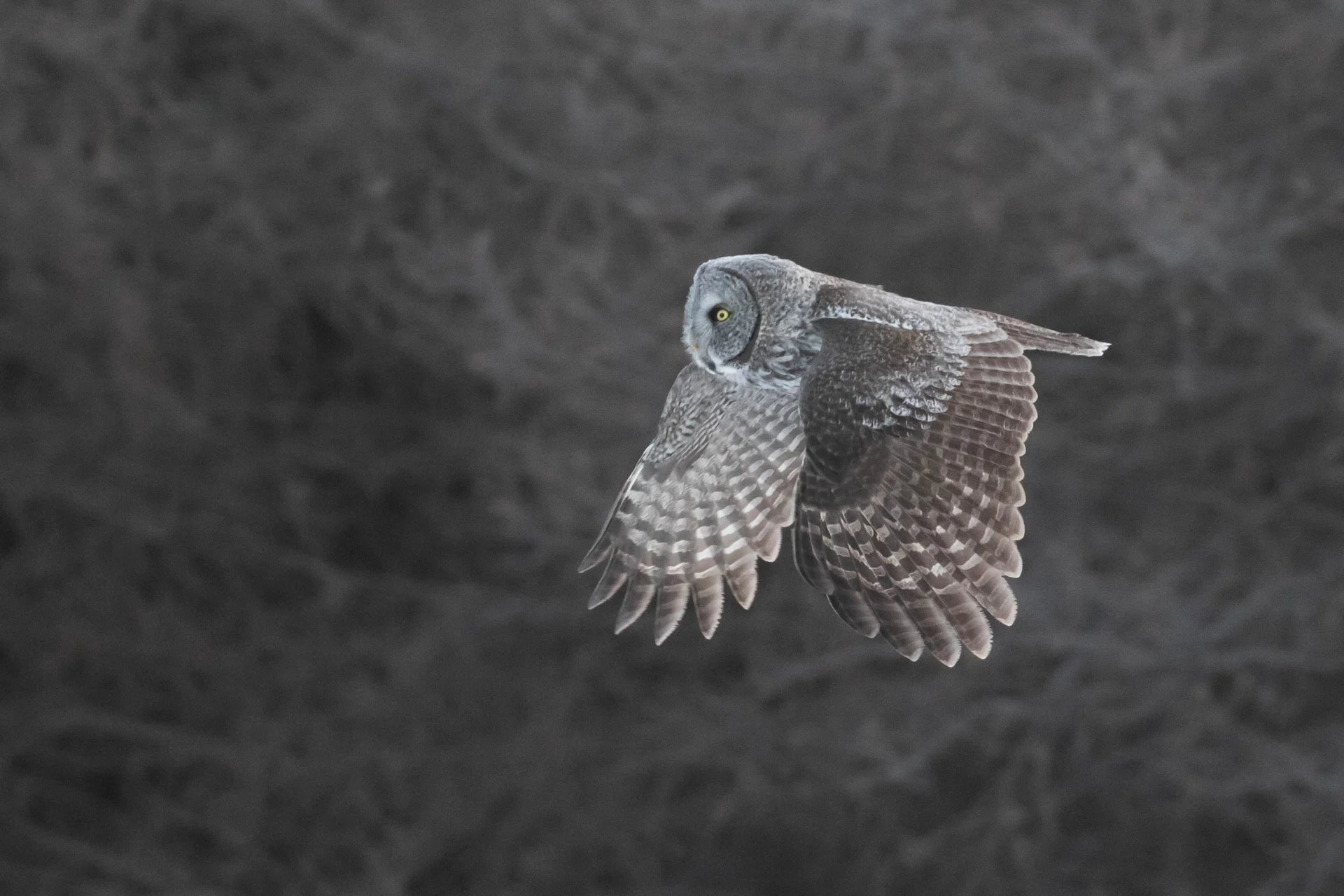 MINNESOTA: Winter Boreal Specialties - Wildside Nature Tours