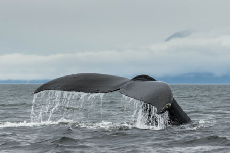 Alaska Humpback Whale