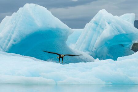 Iceberg and bald eagle in flight