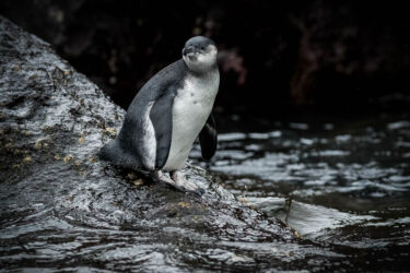 Galapagos Penguin