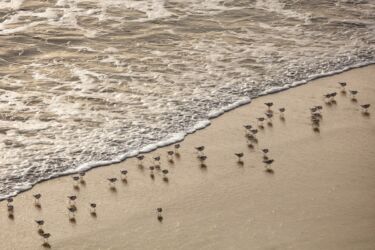 california wildlife tours