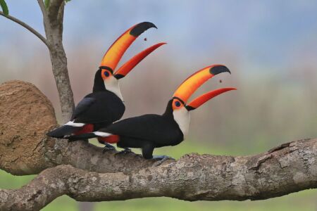 Toco Toucans Pantanal