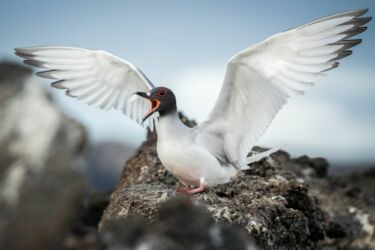 Swallow-tailed Gull