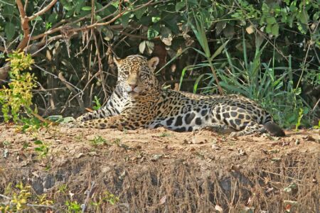 Jaguar in the Pantanal