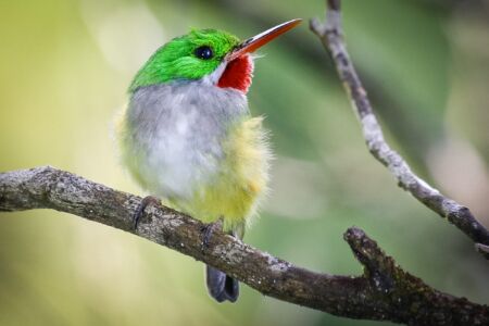 Puerto Rican Tody